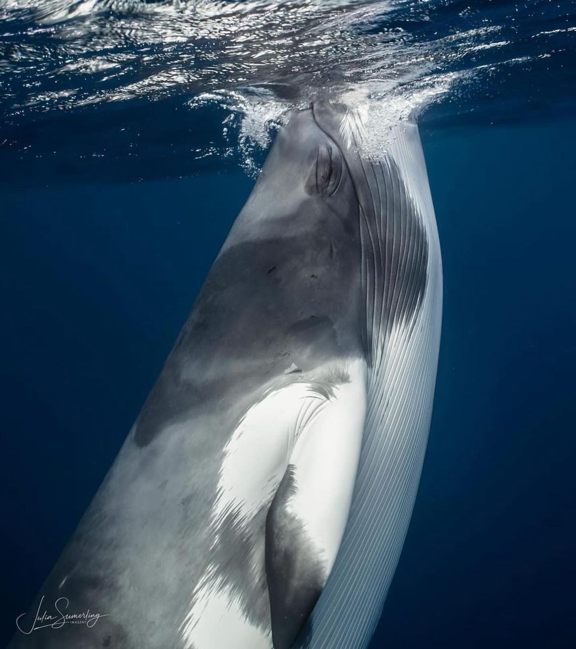 Close-up of a minke whale breaching the ocean surface, its massive head and part of the body visible. The whale's sleek, gray skin contrasts sharply against the deep blue water, with water streaming off its body as it moves.