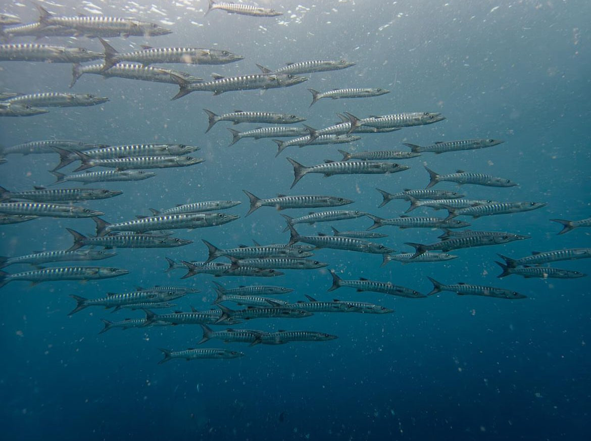 A large school of wahoo fish swimming gracefully in the deep blue ocean, aligned in a structured formation. The scene is filled with small particles, enhancing the underwater ambiance.